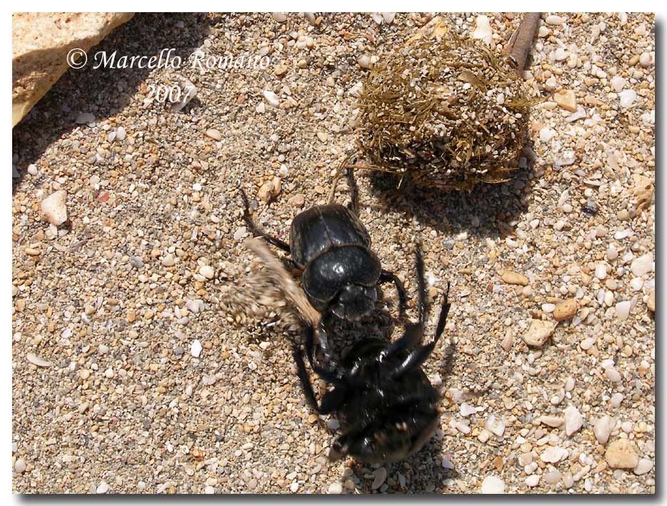 Omaggio allo Scarabaeus semipunctatus (Col., Scarabaeidae)